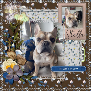 Stella Right Now