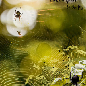 The Spider & the Fly