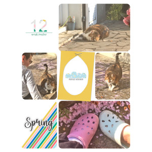 Week 12 Spring