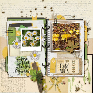 Field Notes