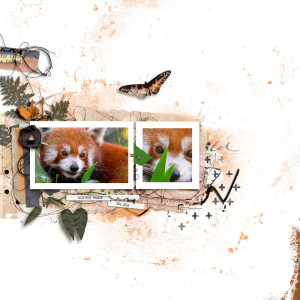 Red panda