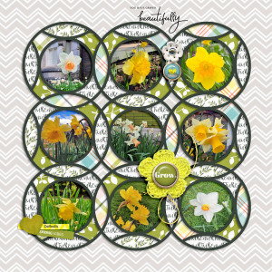Daffodils