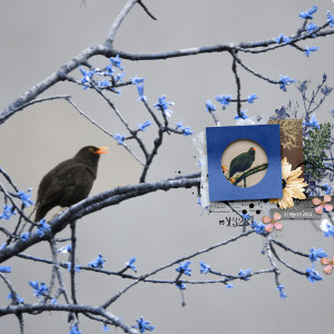 230331_blackbird