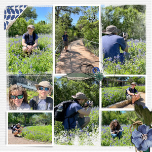 Texas Bluebonnets