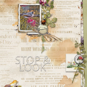 Stop & Look