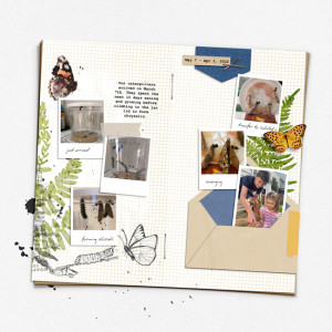Raising Butterflies
