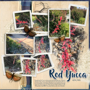 2021-Red-Yucca-Blooms