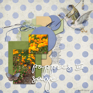 SwL_poppies And Sage