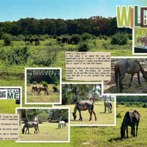 Cumberland Island Wild Horses