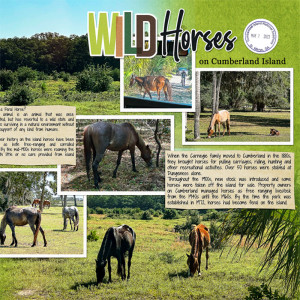 Cumberland Island Wild Horses_right