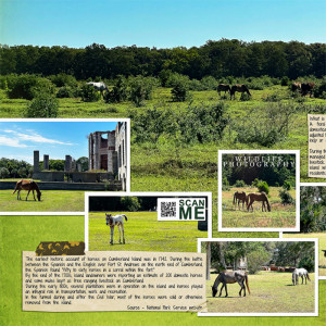 Cumberland Island Wild Horses_left