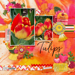 Tulips