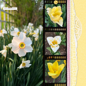 Welcome_Spring