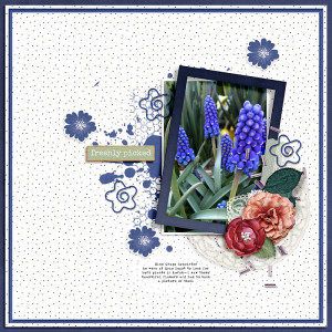 Blue Grape Hyacinths