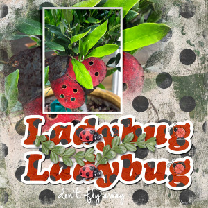 Random_ladybug