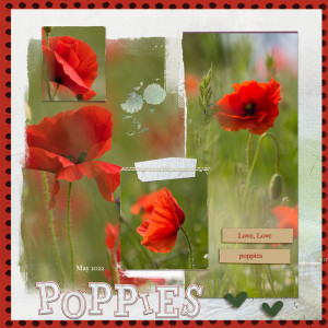 Poppies