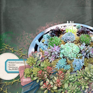 OAWA_2023-06_June_New_0609_CU-Succulents-No2_Marilyn_web