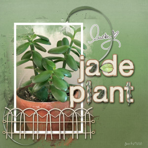 Photography_jadeplant