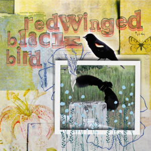 Red Winged Black Bird