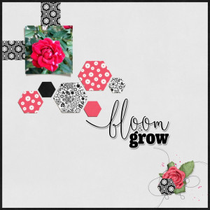My Roses In Bloom 2023