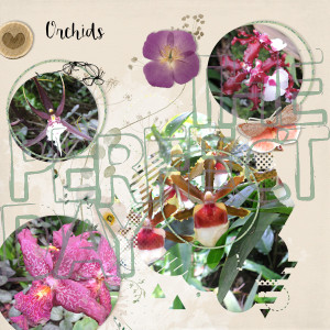 180330_orchids