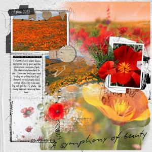California Poppies