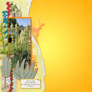 Yucca-2023