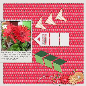 Gerbera Plant