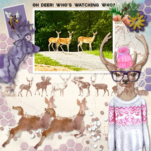 Oh Deer!  Who's Watching Who?