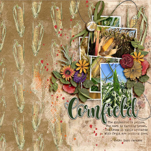FF_july28_AWA_NBK_Cornfield