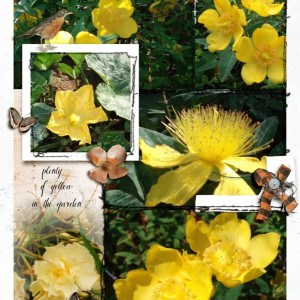 Yellow in the garden