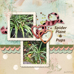 BYOC_spiderplant