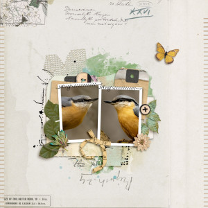 Bird