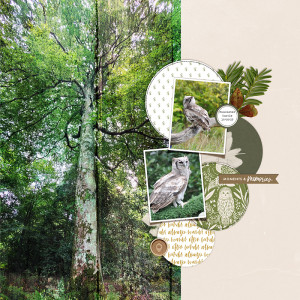 Hibou Muncaster Copie