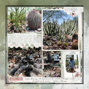 AZ Sonora Desert