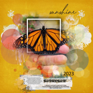 Sunshine Monarch
