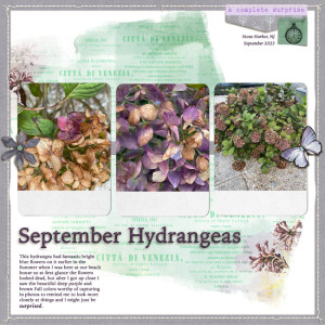 Hydrangeas-in-September