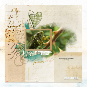 Cicada