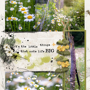 Daisies