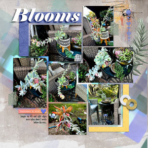 2023-Succulent-from-Chico-Blooming-ch-5-LP