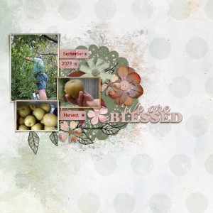 Apple Harvest