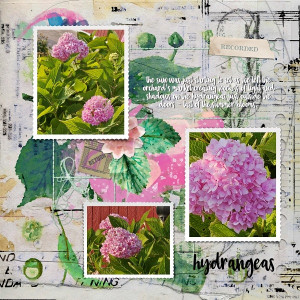 Hydrangeas