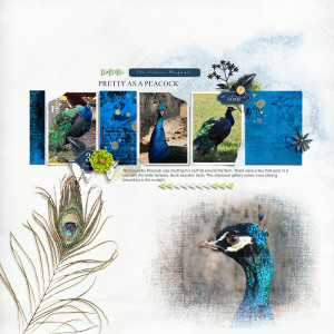 Indian Peafowl