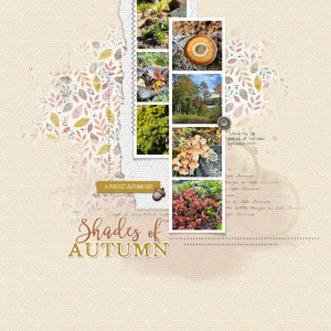 Shades of Autumn