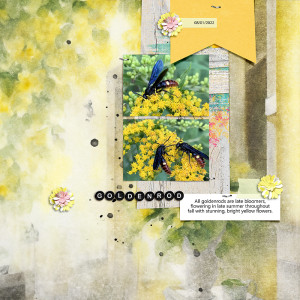 Goldenrod / SwL MIS