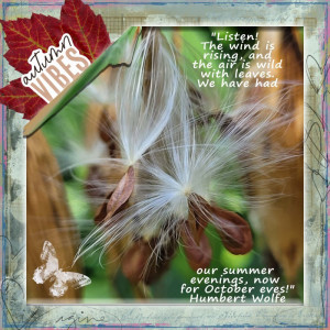 Milkweed In The Fall