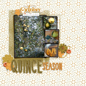 Quince Season