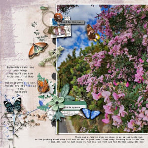 Butterflies