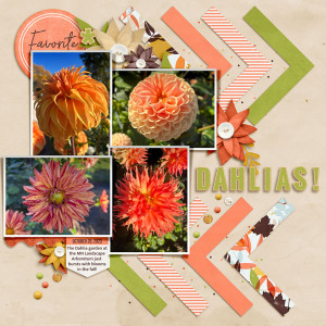 Dahlias