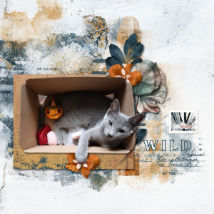 201028_Waff Box